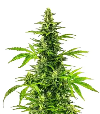 Bruce Banner Fast cannabis seeds