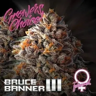 Bruce Banner III cannabis seeds