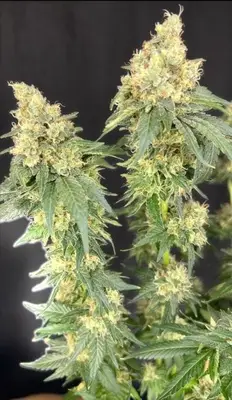 Bruce Banner x Baja Blast cannabis seeds