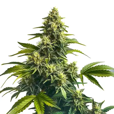Bruce Banner x Carmen cannabis seeds