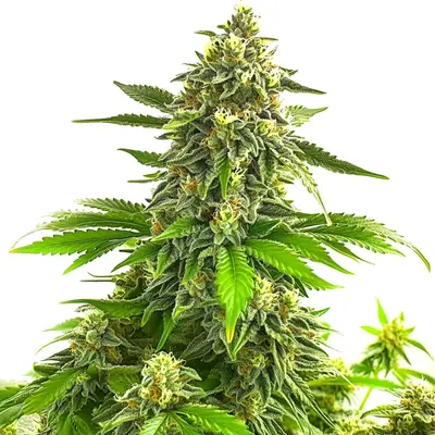 Bruce Banner x Chocolope cannabis seeds