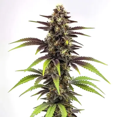 Bruce Banner x Do-Si-Dos cannabis seeds