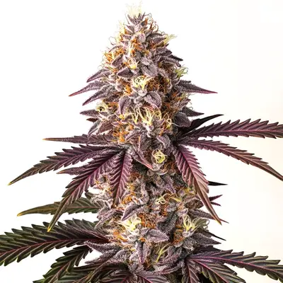 Bruce Banner x Grape cannabis seeds