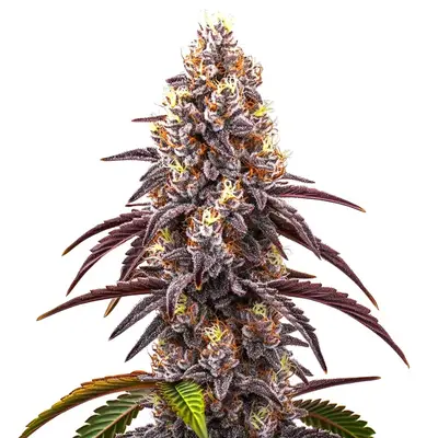 Bruce Banner x Grapefruit cannabis seeds