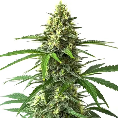 Bruce Banner x Kali Mist cannabis seeds