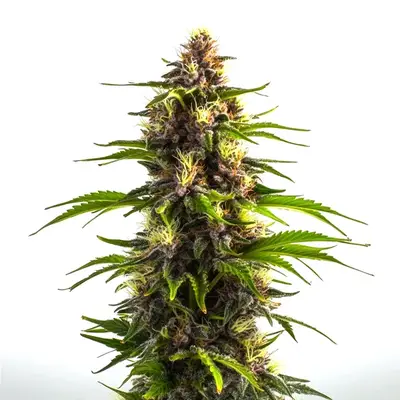 Bruce Banner x Mochalope cannabis seeds