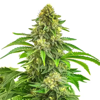 Bruce Banner x Tropi BCN cannabis seeds