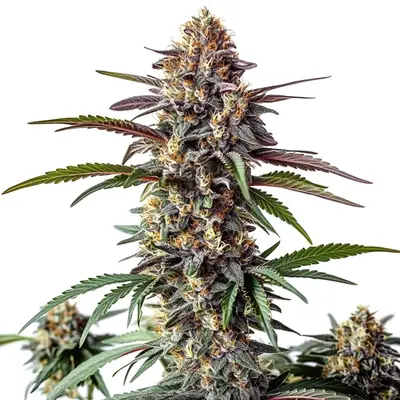 Bruce Banner x White Russian cannabis seeds