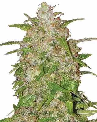 Bruce Banner cannabis seeds