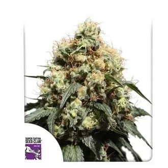 Bruce Lemon Diesel (Feminized) cannabis seeds by Super Sativa Seed Club