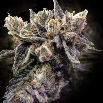Bruised Banana cannabis seeds by DNA Genetics