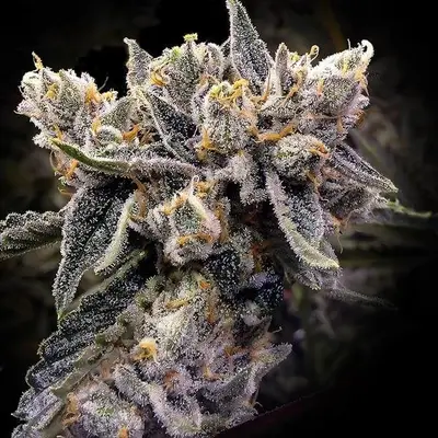 Bruised Bananas cannabis seeds