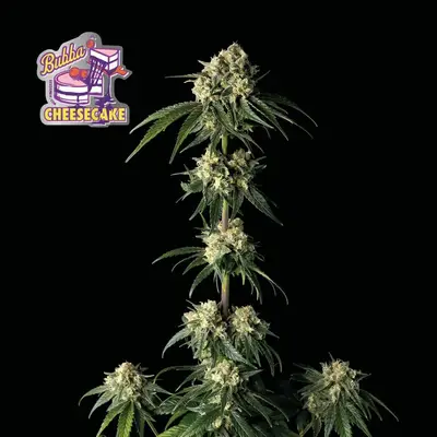 Bubba Cheesecake cannabis seeds