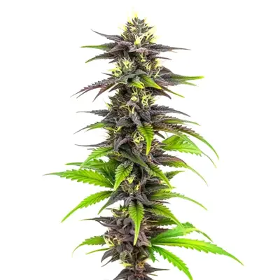 Bubba Gift cannabis seeds by Blimburn Seeds