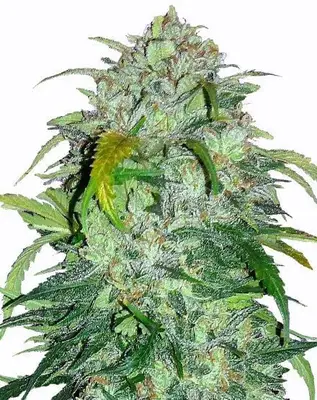 Bubba Kush cannabis seeds