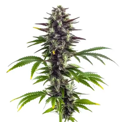 Bubba Platinum cannabis seeds by Blimburn Seeds