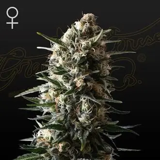 Bubba Slush cannabis seeds by Greenhouse Seeds