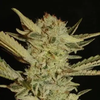 Bubble Gum cannabis seeds by Serious Seeds