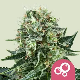 Bubble Kush cannabis seeds