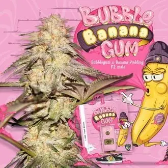 BubbleBananaGum cannabis seeds