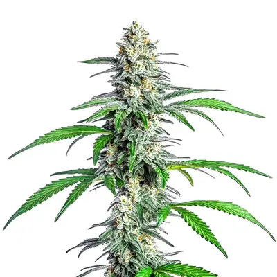 Bubblegum Cookies cannabis seeds by Blimburn Seeds