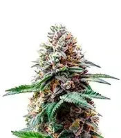 Bubblegum Gelato cannabis seeds