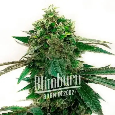 Bubblegum Haze cannabis seeds by Blimburn Seeds
