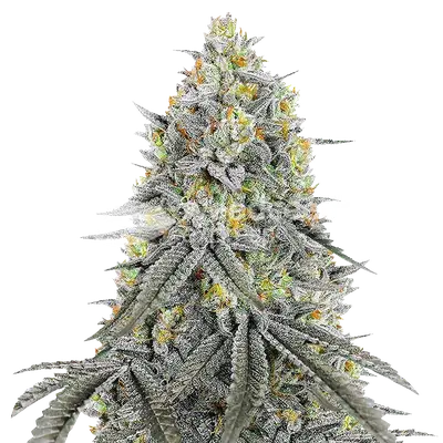 Bubblegum Sherbet cannabis seeds