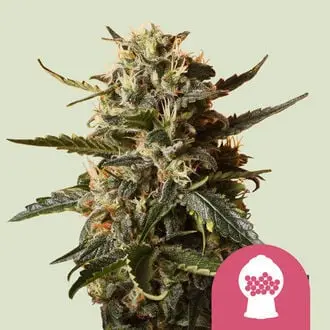 Bubblegum XL cannabis seeds by Royal Queen Seeds