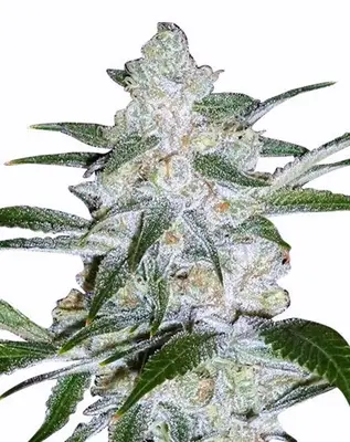 Bubblegum cannabis seeds