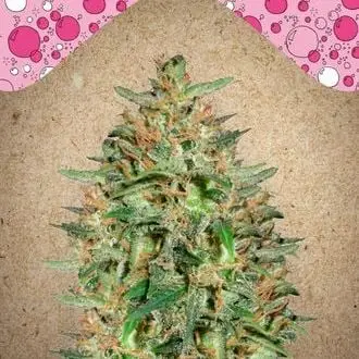BubbleGummer cannabis seeds by Female Seeds