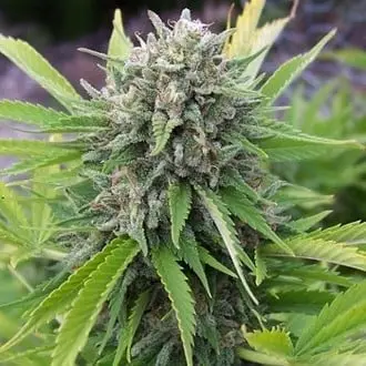 Bubblegun cannabis seeds by Spliff Seeds
