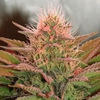 Bubblelicious cannabis seeds by Nirvana Seeds