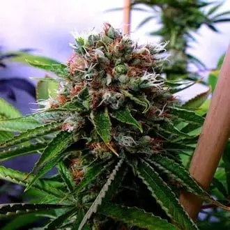 Buddha's Sister cannabis seeds by Soma Seeds