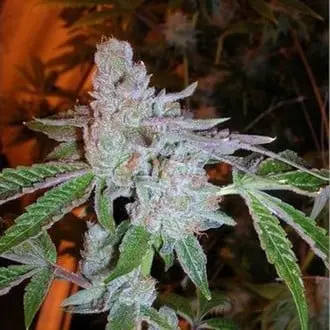 Buddha Tahoe OG cannabis seeds
