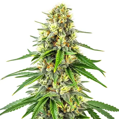 Budmint cannabis seeds by Blimburn Seeds