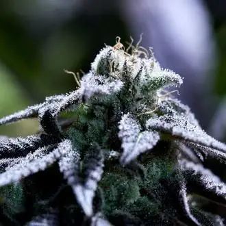 Bulletproof Wallet cannabis seeds by Purple City Genetics