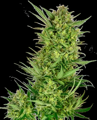 Buttercream Gelato cannabis seeds