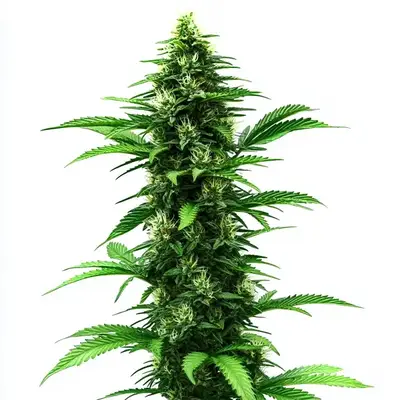 C Banana cannabis seeds by Blimburn Seeds