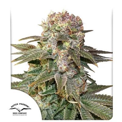 C Vibez cannabis seeds