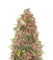 C4 cannabis seeds