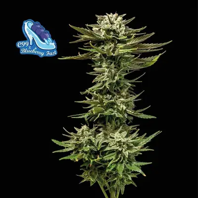C99 x Blueberry Fast cannabis seeds