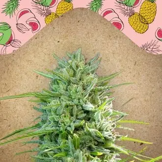 C99 cannabis seeds by Female Seeds