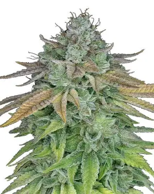 Cafe Racer cannabis seeds