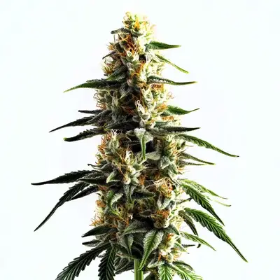 Cake Batter cannabis seeds by Blimburn Seeds