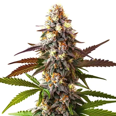 Cake Bomb Fast Version cannabis seeds