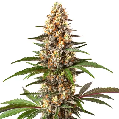 Cake Bomb cannabis seeds by Blimburn Seeds