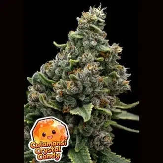 Calamansi Crystal Candy cannabis seeds