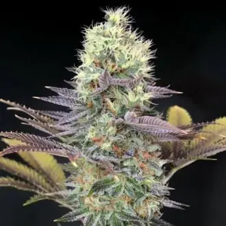 Cali Bay Dream cannabis seeds by Garden of Green