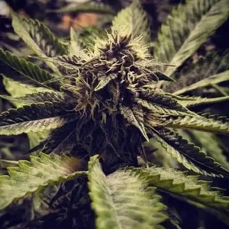 Cali Cherry Pie cannabis seeds